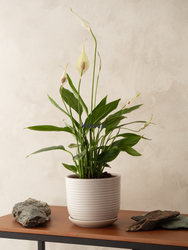 Спатифиллум Алана фото 3 Спатифиллум Алана фото 3