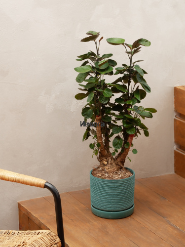 Полисциас Фабиан Вертак фото 3