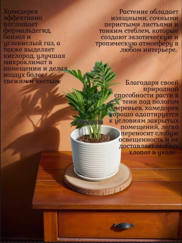 Хамедорея фото 4 Хамедорея фото 4