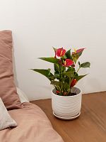 Антуриум Даймонд Ред