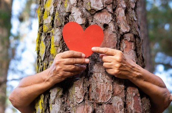 Энергетика деревьев для человека
