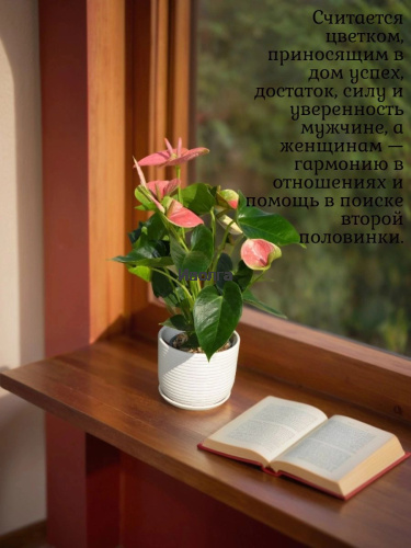 Антуриум Свит Дрим фото 3 Антуриум Свит Дрим фото 3