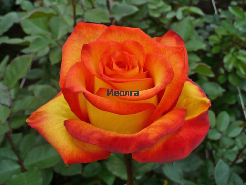 Роза "Хаймеджик" Чайно - гибридная, саженец 1 шт