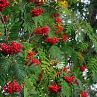 Рябина "Сибирская" (сортовая), саженец 1 шт