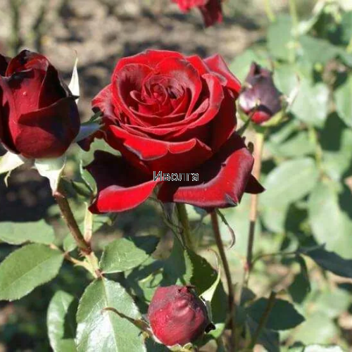 Роза "Черная магия (Блэк меджик)", саженец 1 шт фото 3