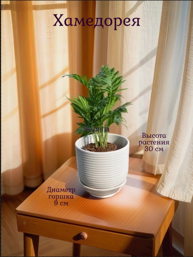 Хамедорея Хамедорея