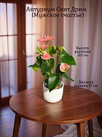 Антуриум Свит Дрим