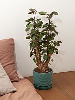 Полисциас Фабиан Вертак