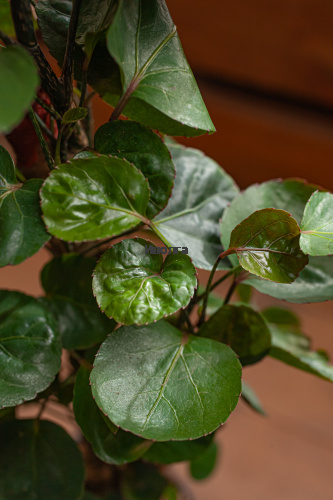 Полисциас Фабиан Вертак фото 5