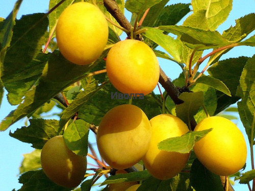 Слива "Золотистая ранняя", саженец 1 шт